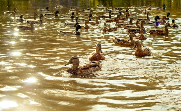 Flock of mallard ducks swimming in a pond on a sunny day in backlight