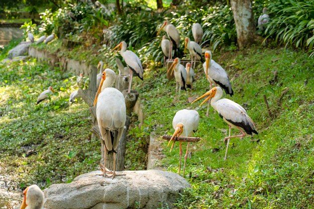 A flock of milk storks sits on a green lawn in a park