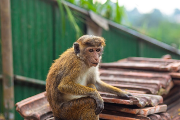 A flock of monkeys rummaging in a junkyard.