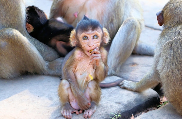 A flock of monkeys with cubs Angkor Cambodia