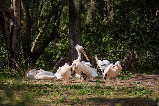 A flock of pelicans resting in the meadow