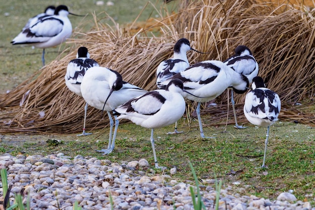 Flock of Pied avocets black and white wader bird Recurvirostra avosetta