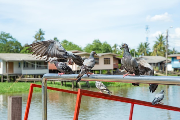 Flock of pigeons flying over the river