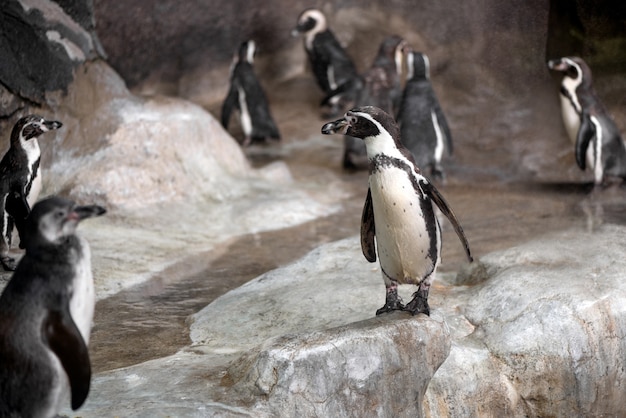 Flock of pinguins on rocky shore