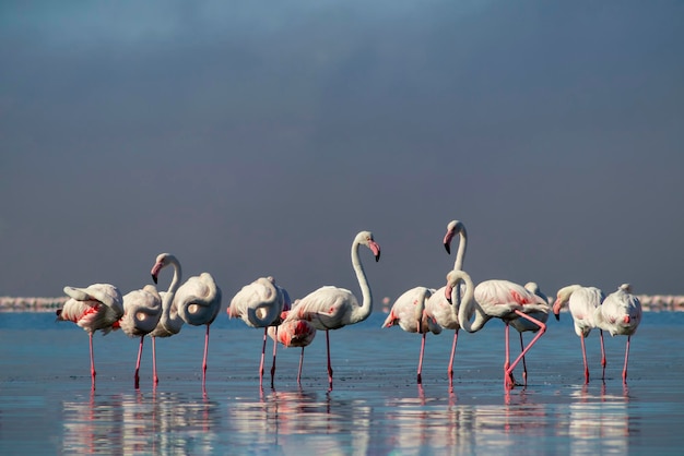 Flock of pink african flamingos walking around the blue lagoon on the background of bright sky on a sunny day