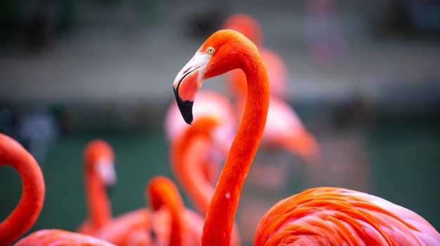 A flock of pink flamingos Pink flamingo beauty birds Caribbean flamingo Big bird is relaxing enjoying the summertime Green nature background