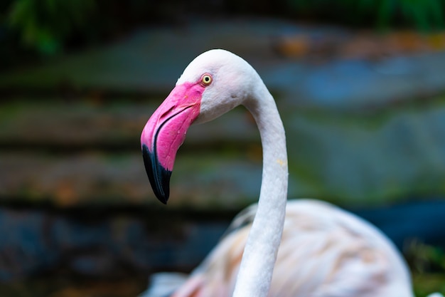 Flock of pink flamingos in the zoo pond.