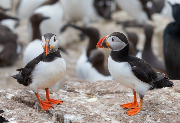 Flock of puffins are relaxing on the beautiful cliff in North Sea in Scotland