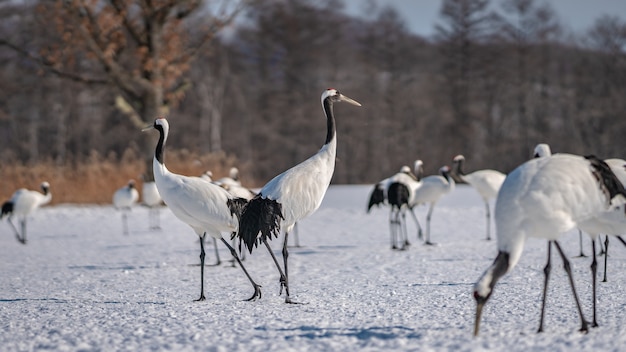 A Flock Of Red-crowned Cranes