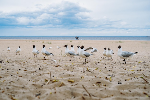 Flock of sea gulls flying fighting for food on beach by the sea