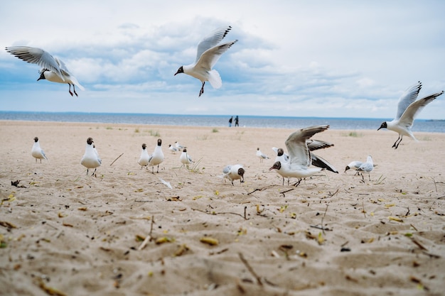 Flock of sea gulls flying fighting for food on beach by the sea