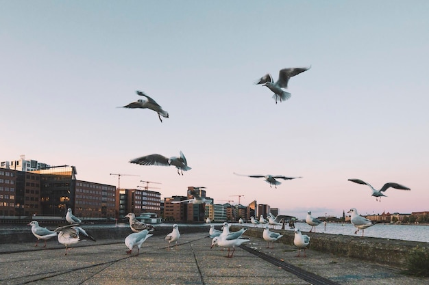 Flock of seagulls at the city pier