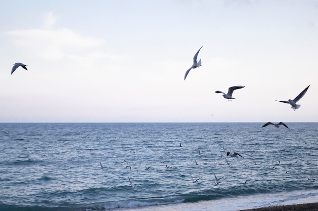 A flock of seagulls fly over the blue sea