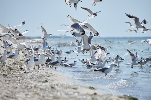 A flock of seagulls flying