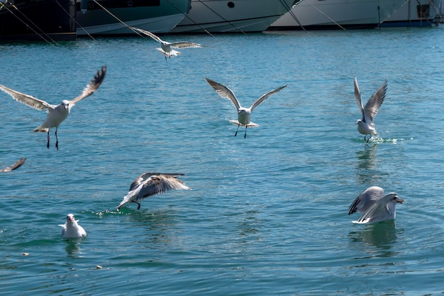 Flock of seagulls flying