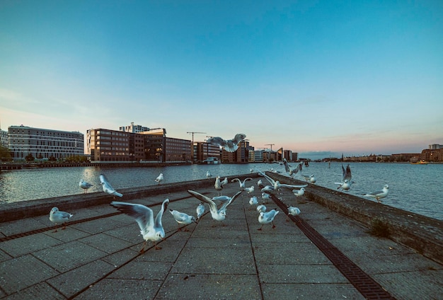 Flock of seagulls at the pier of city water canal