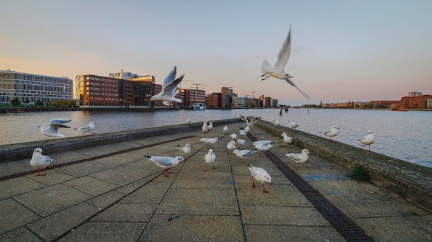 Flock of seagulls at the pier of city water canal