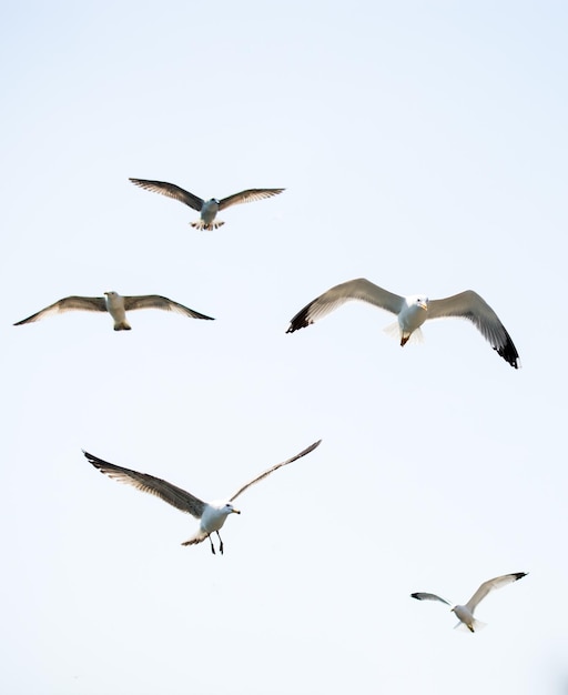 Flock of seagulls skying in the sky