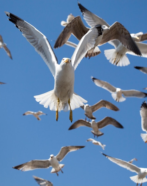 Flock of seagulls skying in the sky