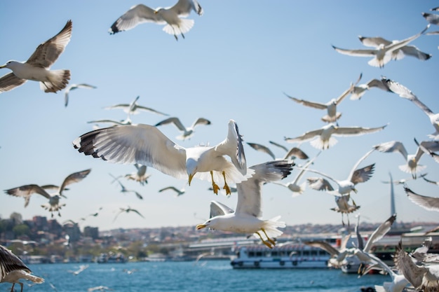 Flock of seagulls skying in the sky