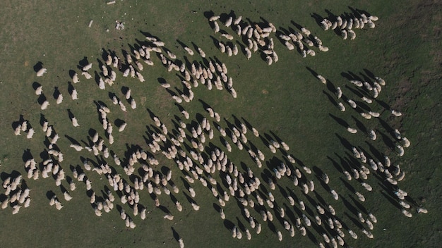 A flock of sheep are gathered on a green field.