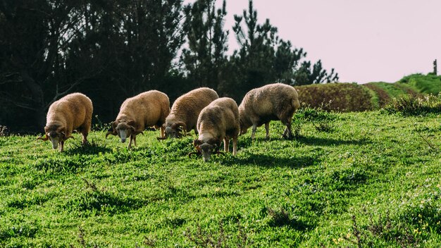 Flock of sheep captured in Portugal