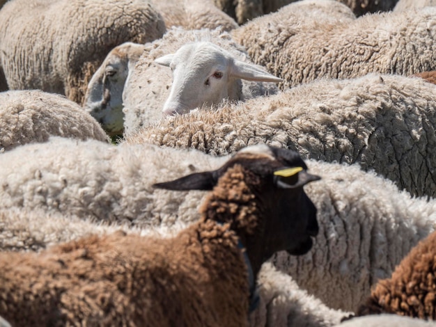 Flock of sheep in the field