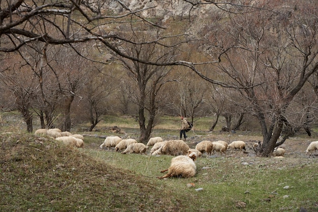 A flock of sheep grazes in a meadow in the mountains