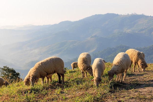 Flock of sheep grazing in a hill at sunrise in the morning and mountain fog clear sky background xA