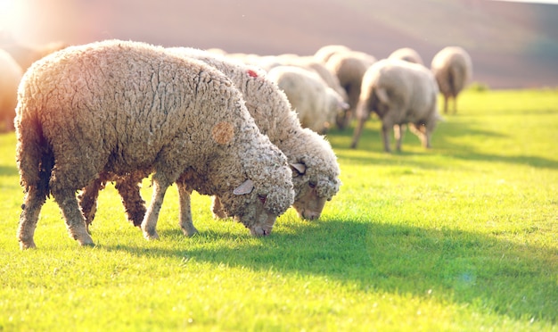 Flock of sheep grazing in a hill at sunset.