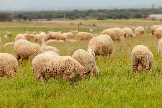 Flock of sheep grazing in a meadow  