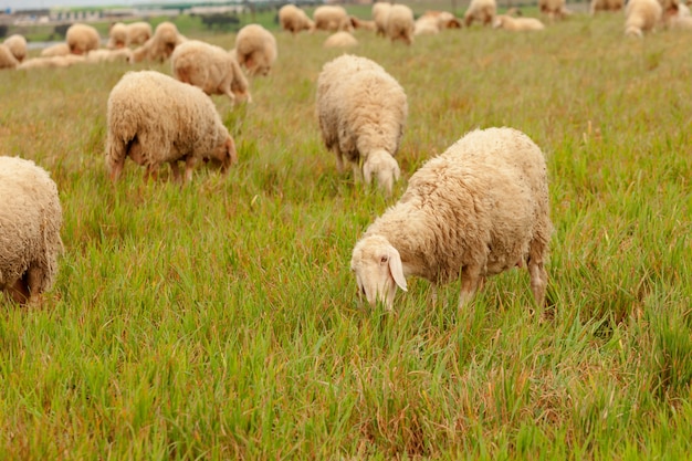 Flock of sheep grazing in a meadow  