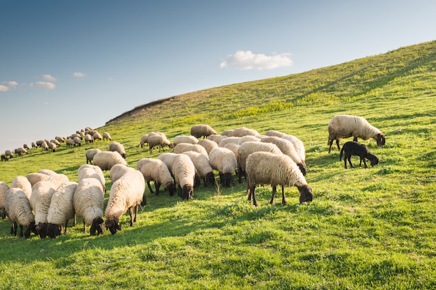 Flock of sheep grazing