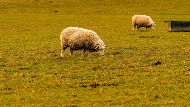 Flock of Sheep in a Lush Green Pasture