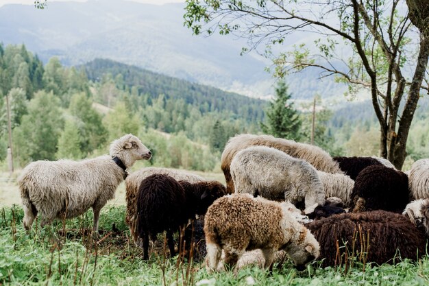 Flock of sheep in the mountains