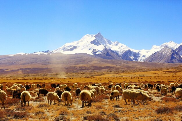 flock of sheep in the mountains