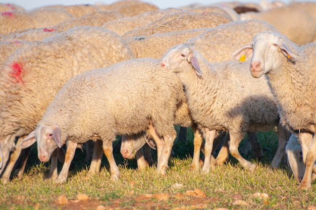 Flock of sheep, shepherd dog guarding. Mediterranean hills, traditional ovine farming, rich cultural and nature blend