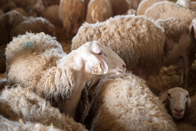 Flock of sheep in stable