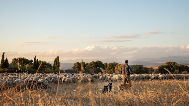 Flock of sheep on the transhumance at sunset