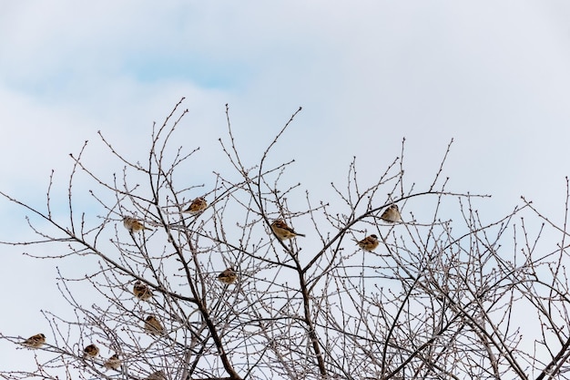 A flock of sparrows sits on dry branches of a tree in winter in severe frost Birds in winter