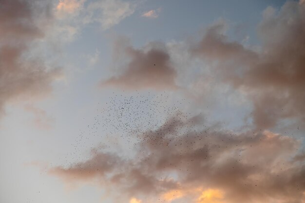 A flock of starlings birds flying in the sky