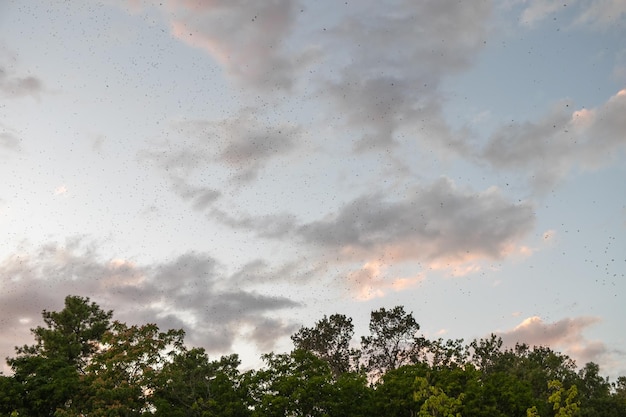 A flock of starlings birds flying in the sky