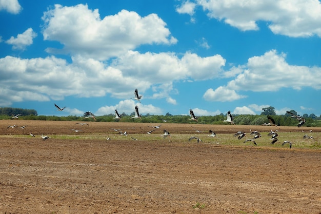 Flock of storks lands on a plowed field in search of food.