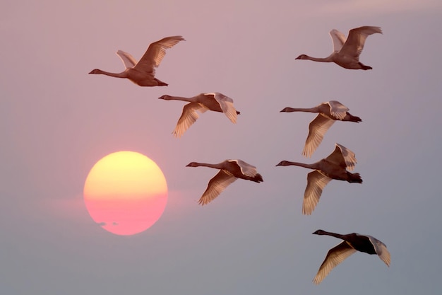 A flock of swans flies in the sky