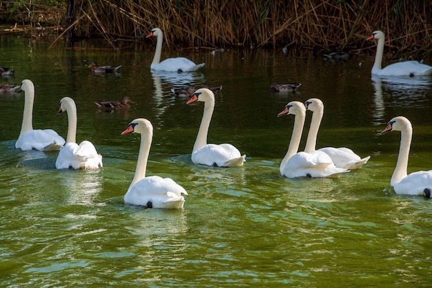 a flock of swans in the park