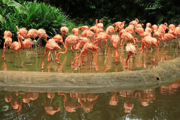 A flock of swarming red and pink flamingos in singapore zoo