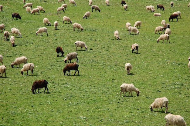 Flock of white and brown sheep in the field