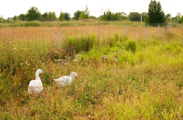 A flock of white geese grazes on a green meadow on the farm