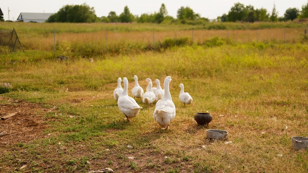 A flock of white geese grazes on a green meadow on the farm