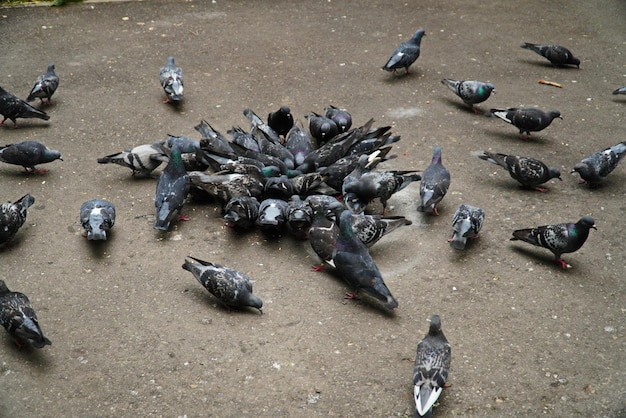 A flock of wild common pigeons eating abandoned grain Backgroun